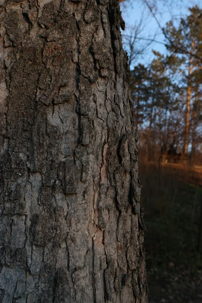Árbol del norte argentino